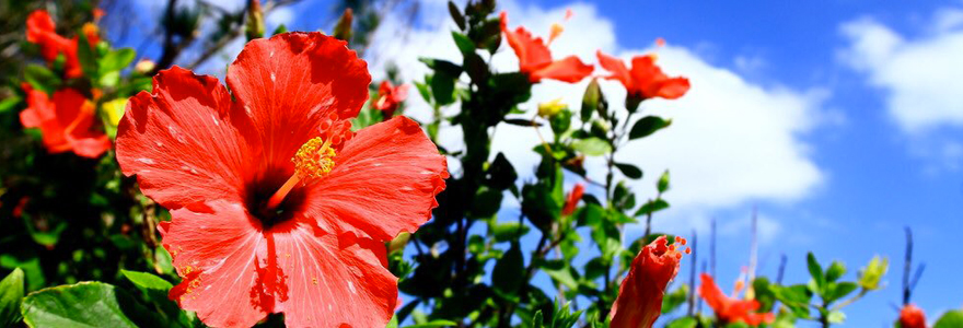 hibiscus-plantes