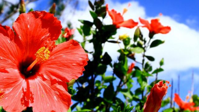 Les Hibiscus : des plantes qui font la beauté de votre jardin